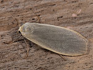 Eilema griseola