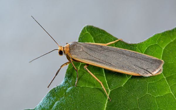 Eilema lurideola