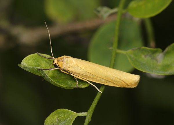 Eilema lutarella