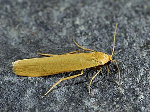 Eilema lutarella