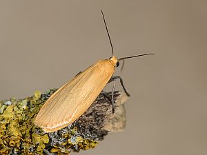 Eilema sororcula