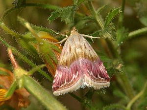 Eublemma ostrina