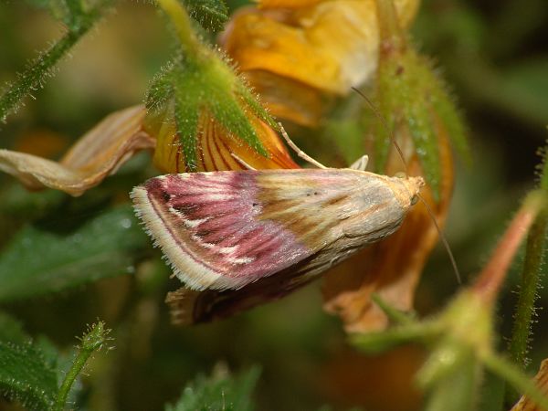 Eublemma ostrina