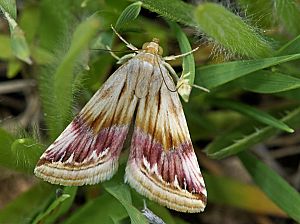 Eublemma ostrina