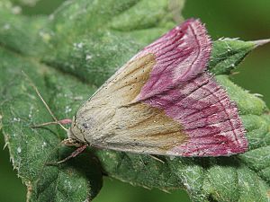 Eublemma purpurina