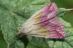 Eublemma purpurina