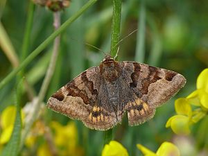 Euclidia glyphica