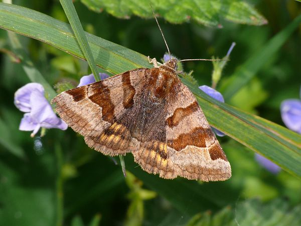 Euclidia glyphica