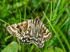 Euclidia mi