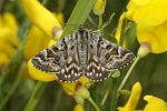 Euclidia mi