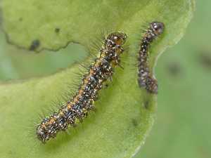 Euplagia quadripunctaria