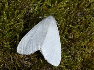 Euproctis similis