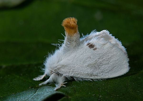 Euproctis similis