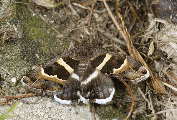 Grammodes stolida