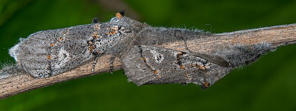 Gynaephora fascelina