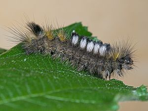 Gynaephora fascelina Raupe