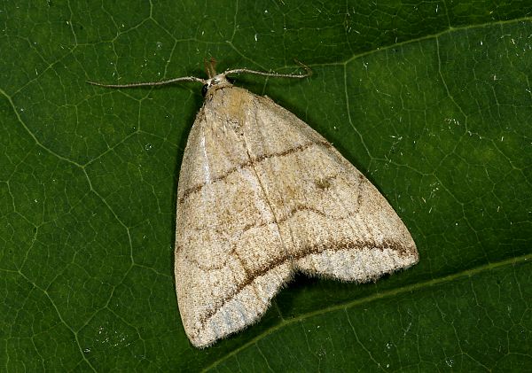 Herminia grisealis