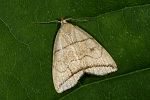 Herminia grisealis