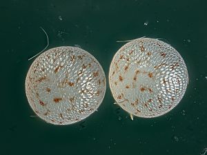 Herminia tarsipennalis