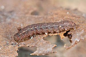Herminia tarsipennalis