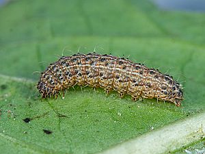 Herminia tarsipennalis