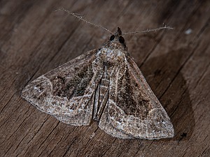 Hypena crassalis