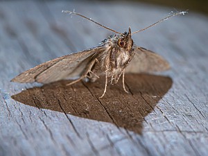 Hypena crassalis