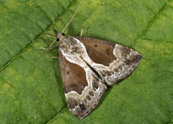 Hypena crassalis