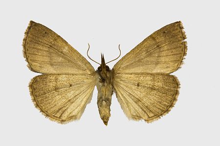 Hypena crassalis