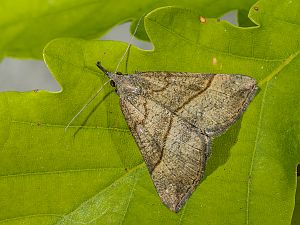 Hypena proboscidalis Raupe