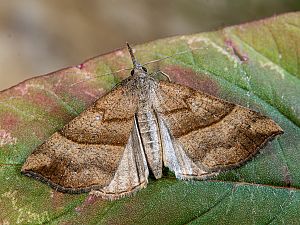 Hypena proboscidalis Raupe