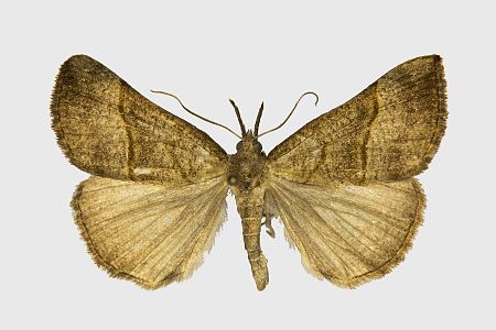 Hypena proboscidalis