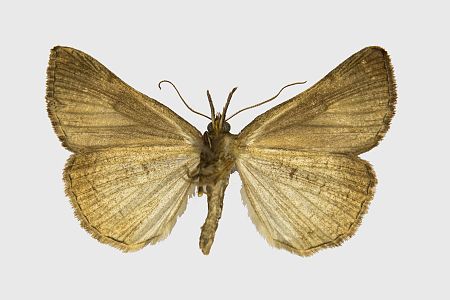 Hypena proboscidalis