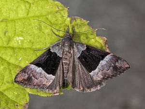 Hypena variabilis