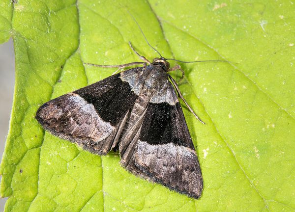 Hypena variabilis