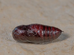 Hyphantria cunea