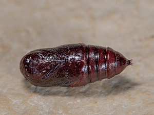 Hyphantria cunea