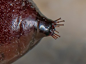 Hyphantria cunea