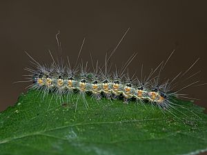 Hyphantria cunea