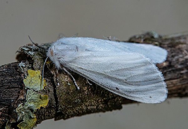 Hyphantria cunea