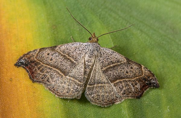 Laspeyria flexula