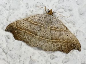 Laspeyria flexula