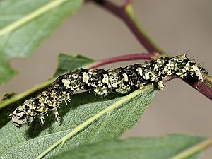 Laspeyria flexula