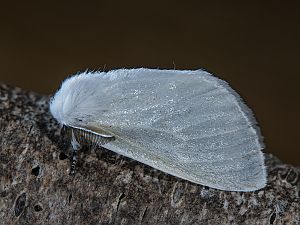 Leucoma salicis