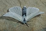 Leucoma salicis