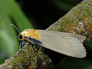 Lithosia quadra