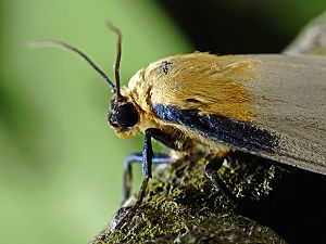 Lithosia quadra