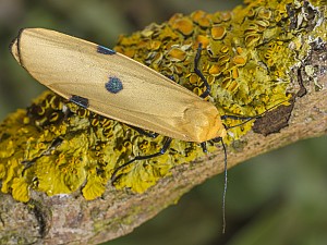 Lithosia quadra