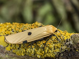 Lithosia quadra