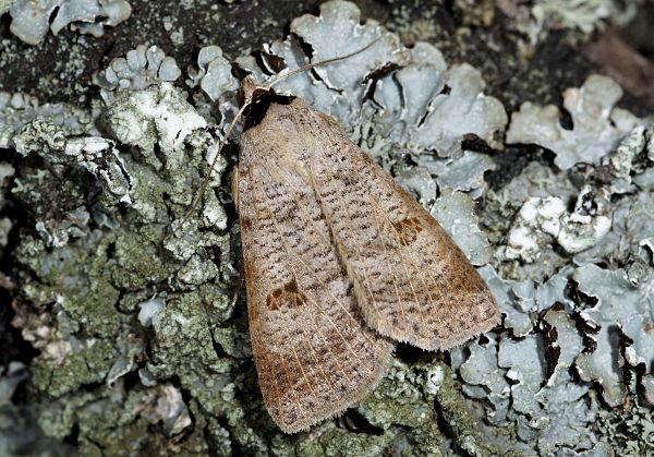 Lygephila craccae